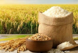 gao-st25-thuong-hang-cua-hang-gao-huong-my-chinh-goc